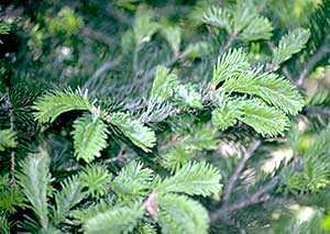 the balsam fir