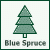 Blue Spruce Christmas Tree Blue Spruce Christmas Tree