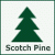 Scotch Pine Christmas Tree Scotch Pine Christmas Tree