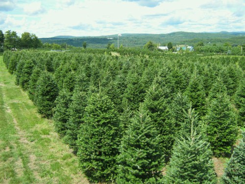 Christmas Trees