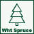 White Spruce Christmas Tree